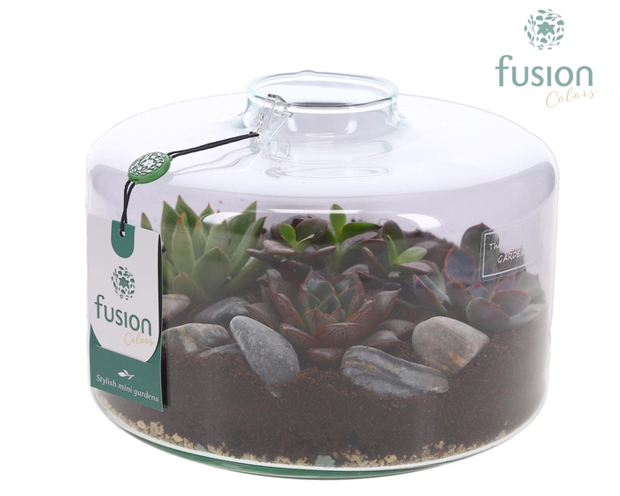 <h4>Green Bottle Kyra Large met Succulenten</h4>