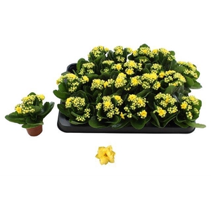 Kalanchoe Rosalie Don Amarillo 6Ø 12cm