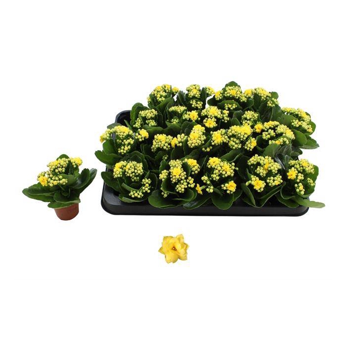 <h4>Kalanchoe Rosalie Don Amarillo 6Ø 12cm</h4>