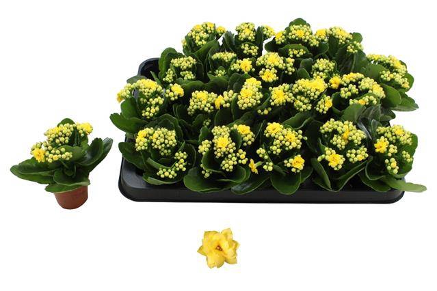 Kalanchoe Rosalie Don Amarillo 6Ø 12cm