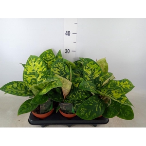 Homalomena wal. 'Camouflage'