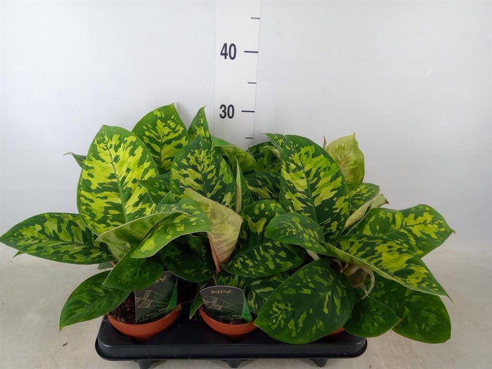 <h4>Homalomena wal. 'Camouflage'</h4>