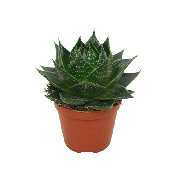 <h4>Aloe Cosmo</h4>