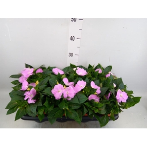 Impatiens NG   ...