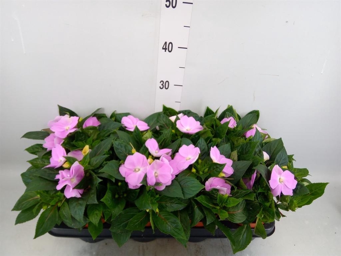 <h4>Impatiens NG   ...</h4>