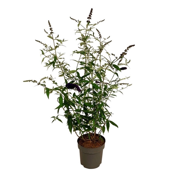 <h4>Buddleja dav. 'Black Knight'</h4>