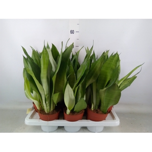 Sansevieria trifa. 'Moonshine'
