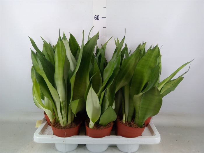 <h4>Sansevieria trifa. 'Moonshine'</h4>