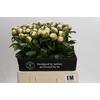 Paeonia Festiva Maxima