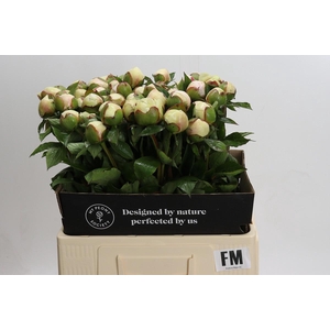 Paeonia Festiva Maxima