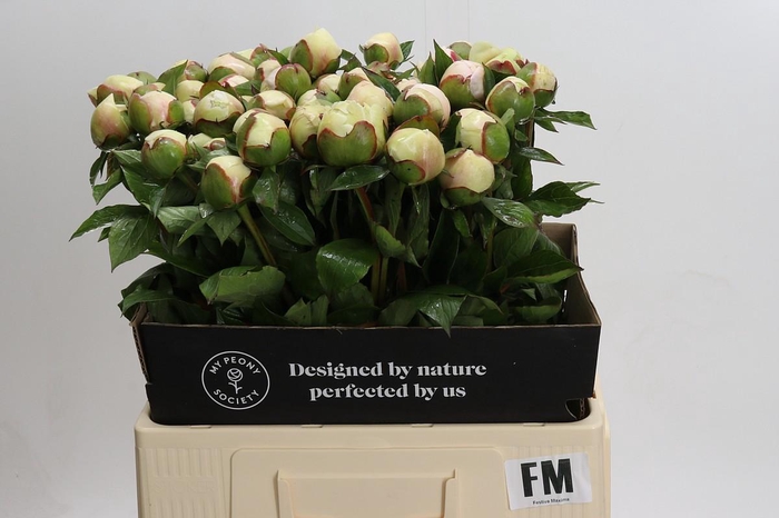 Paeonia Festiva Maxima