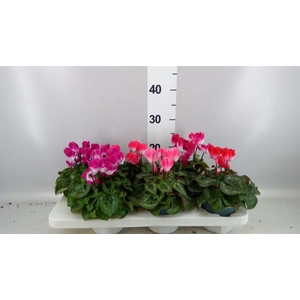 Cyclamen MD 'Indiaka'