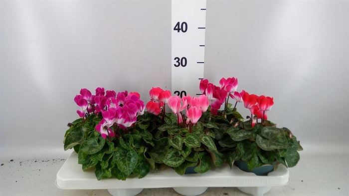 <h4>Cyclamen MD 'Indiaka'</h4>