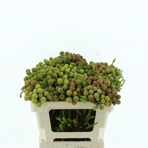 Kaaps Berzelia Galpinii
