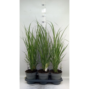 Panicum virgatum