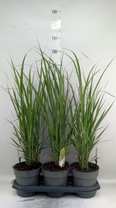 <h4>Panicum virgatum</h4>