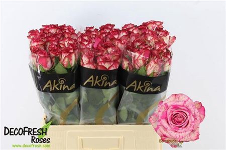 <h4>Rosa grootbloemig Barracuda</h4>