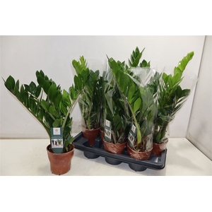 Zamioculcas Zamiifol