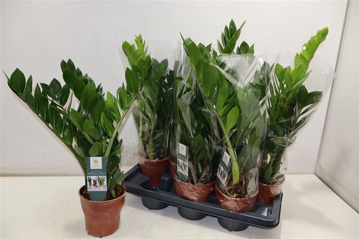 <h4>Zamioculcas Zamiifol</h4>