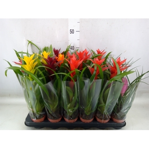 Bromelia   ...mix