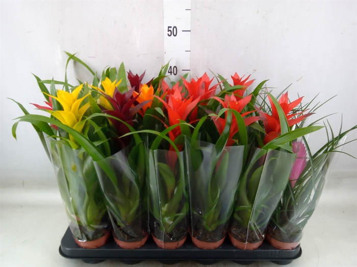 <h4>Bromelia   ...mix</h4>