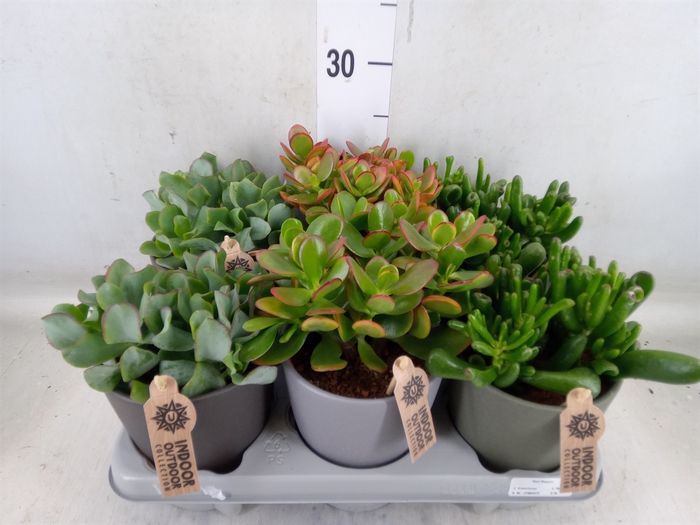 <h4>Succulents   ...</h4>