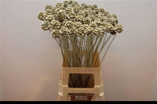 <h4>SCABIOSA ST KLB H%</h4>