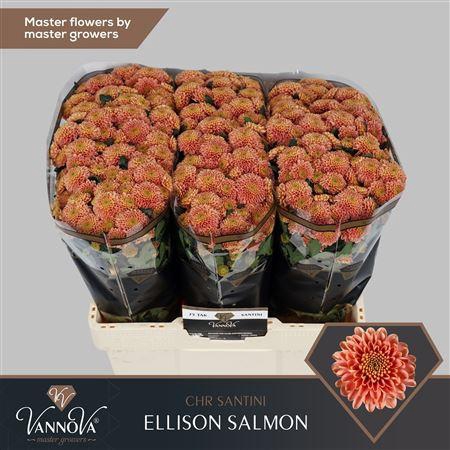 <h4>CHR S ELLISON SALMON</h4>