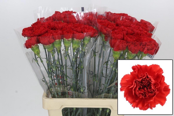 <h4>DI ST GENNARO</h4>