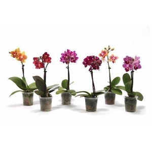 Phal P06 Tiny Dolls Mix 1t07+ Zond