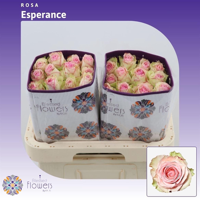 <h4>Rosa gr Esperance</h4>