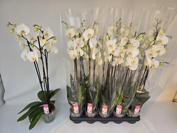 <h4>PHAL OV WIT</h4>