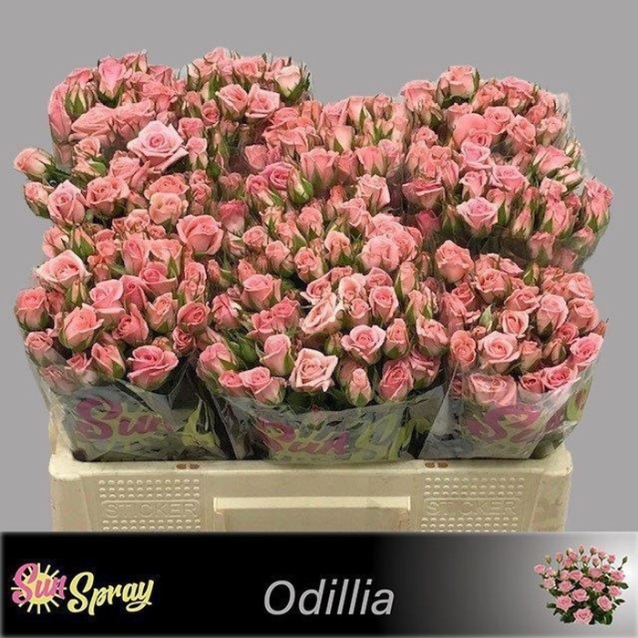 <h4>Rosa spray odilia</h4>