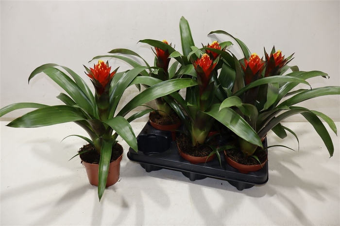 <h4>arr8 Guzm Punta</h4>