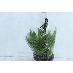 ASPARGO ALFINETE C21