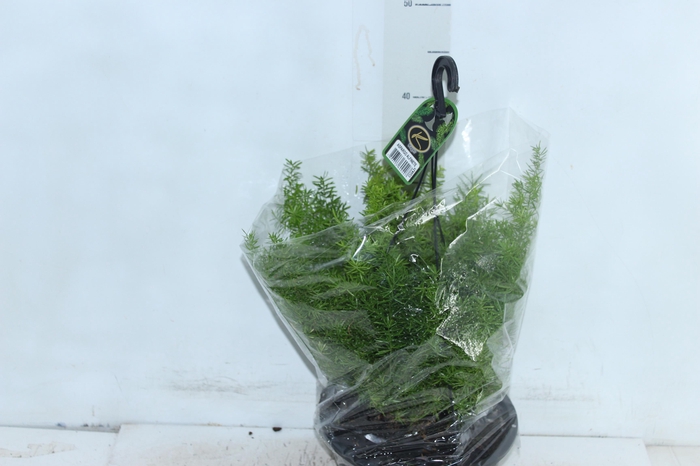 <h4>ASPARGO ALFINETE C21</h4>