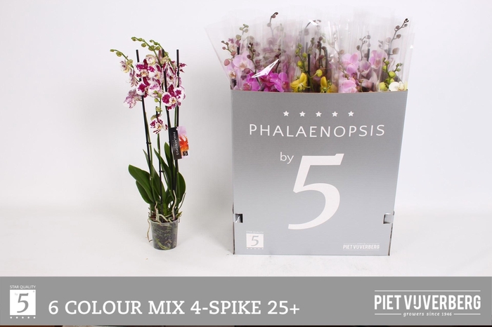 <h4>PHAL GEM 6 KL</h4>