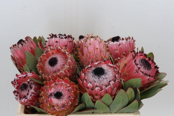 Protea Barbigera No Leaves