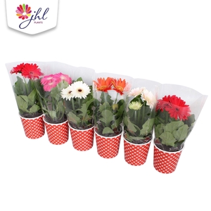 Gerbera in smartcub Rood (witte hartjes)