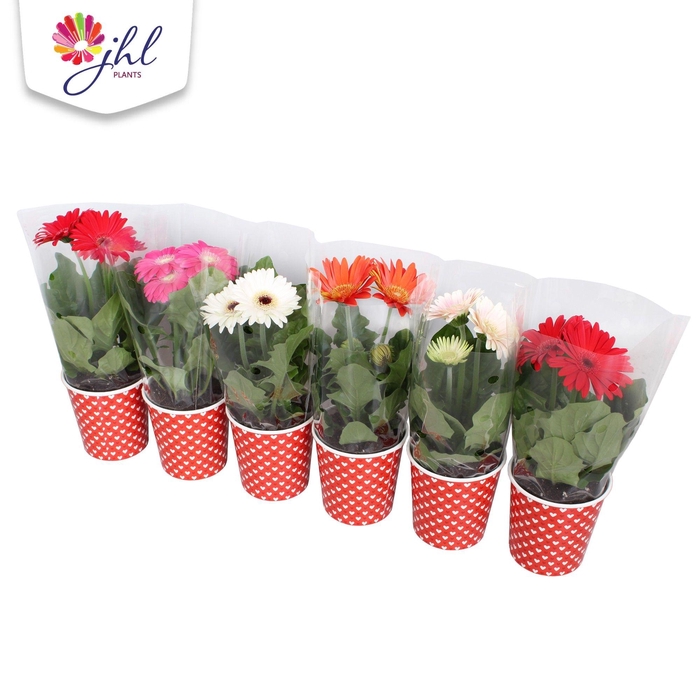 <h4>Gerbera in smartcub Rood (witte hartjes)</h4>