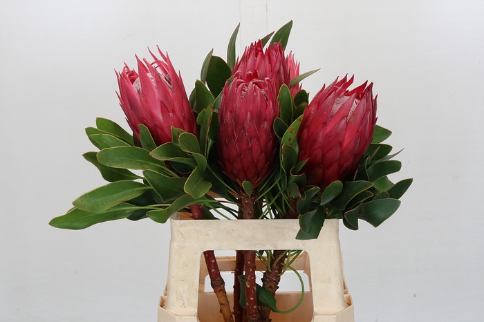 <h4>Protea Cynaroides Madiba</h4>