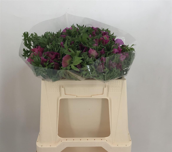 <h4>ANEM EX LILLA</h4>