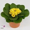 Primula Double Queen Yellow