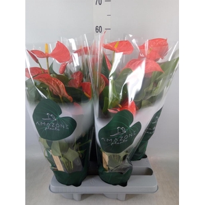 Anthurium andr. 'Florida'