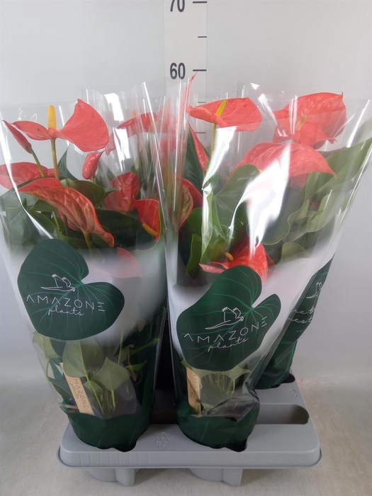 <h4>Anthurium andr. 'Florida'</h4>