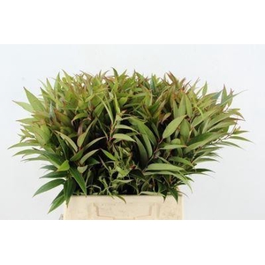 Leucothoe walteri 'Rainbow'