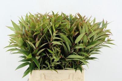 <h4>Leucothoe walteri 'Rainbow'</h4>
