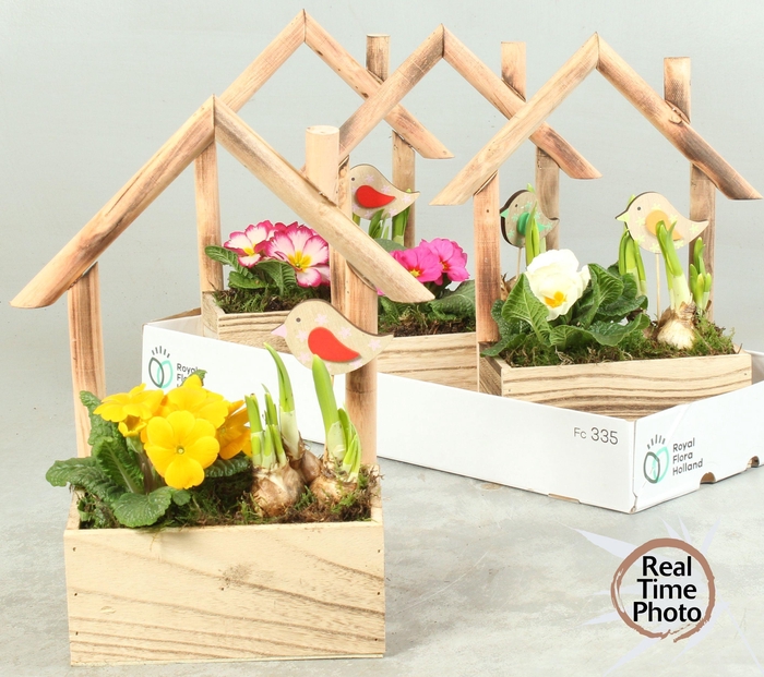 <h4>ARR TUINPLANTEN</h4>