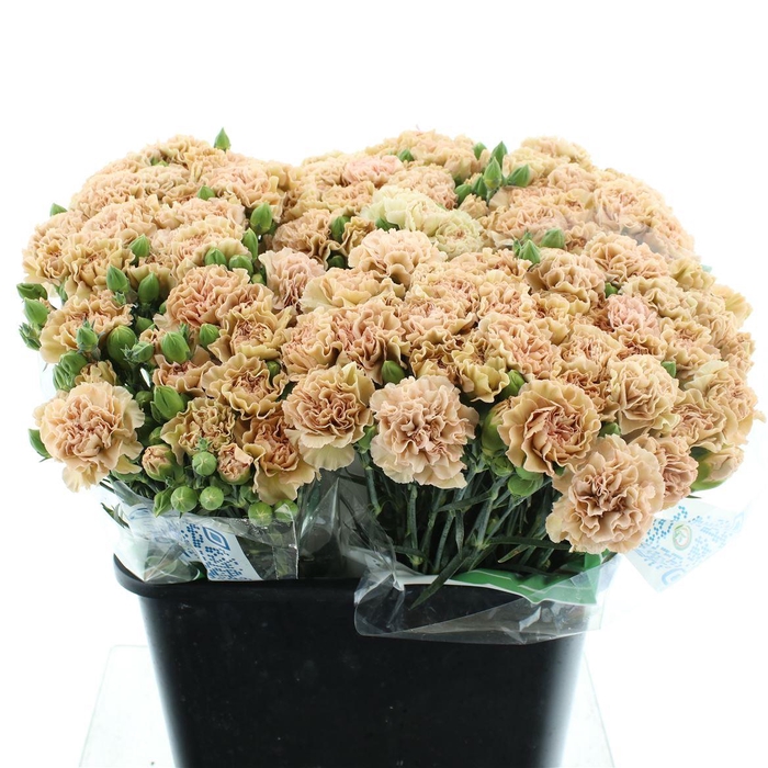 <h4>Di Tr Cinnamon Extra</h4>