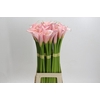Zantedeschia Eydolls Pink
